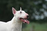 BULL TERRIER MINIATURE 111